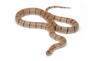 Lampropeltis mexicana thayeri